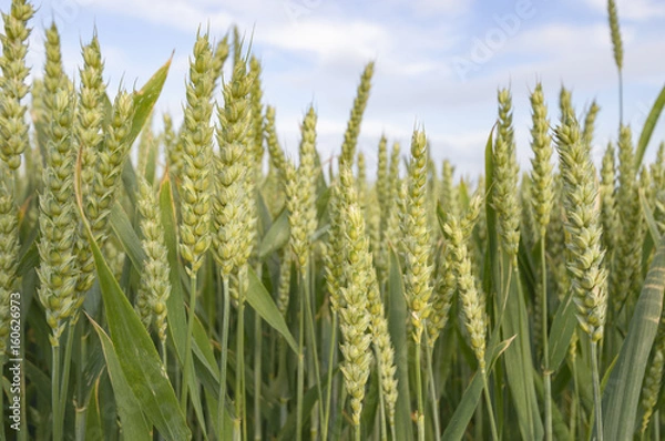 Obraz agricultural field