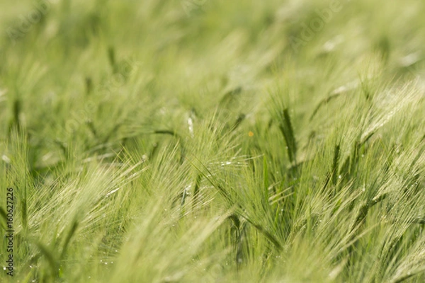 Obraz agricultural field