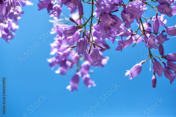 Obraz Kwitnące gałęzie jacaranda na tle nieba. Makro