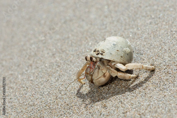 Obraz hermit crab on sand with white shell, hermit crab moving through beach, hermit crab white shell closeup