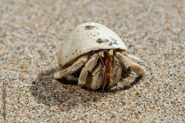 Obraz hermit crab white shell on beach, hermit crab crawling in sand, hermit crab isolated shell detail