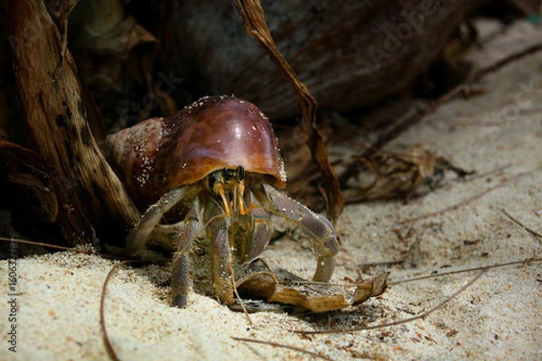 Obraz hermit crab hiding under leaves, hermit crab in dim beach light, hermit crab natural shell under cover