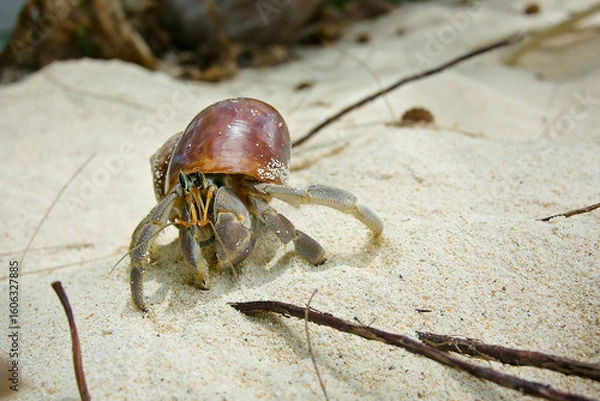 Obraz hermit crab walking on sand, hermit crab with brown shell on sand, hermit crab natural scene