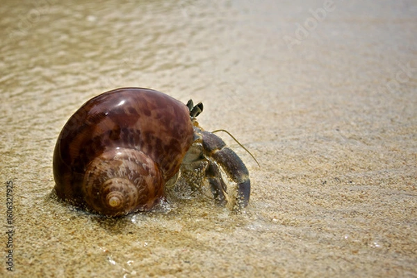 Obraz hermit crab on beach with seashell, hermit crab walking near waves, hermit crab holding brown shell on beach
