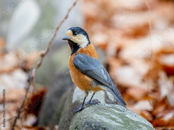 Fototapeta 地面を歩くヤマガラ