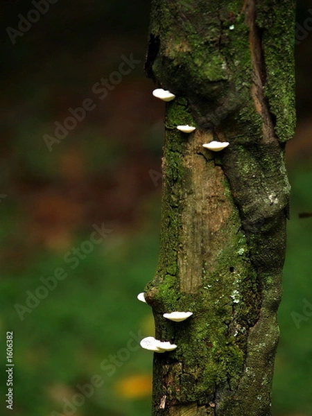 Fototapeta mushroom