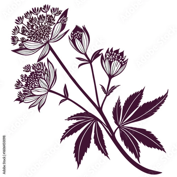 Fototapeta astrantia claret with leaves