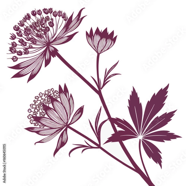 Fototapeta astrantia claret on white background 