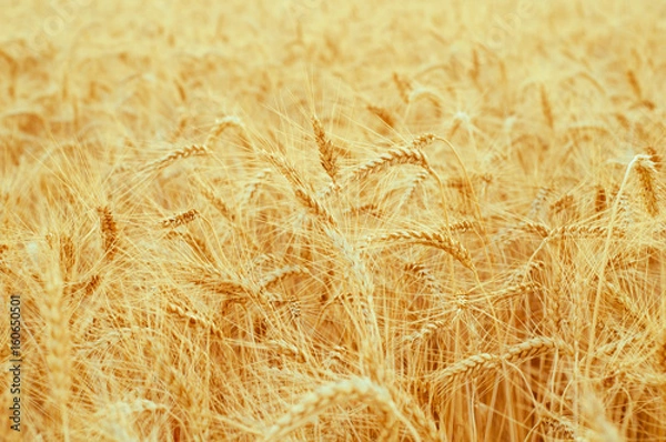 Fototapeta Background of golden ears of wheat