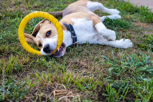 Fototapeta Playful dog enjoys a sunny afternoon with a bright yellow ring on a grassy lawn