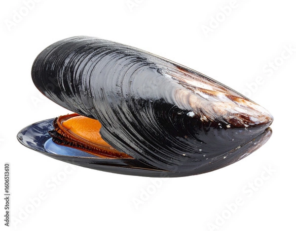 Fototapeta Two dark mussel shells, closed and ready for preparation, isolated on a clean white background.