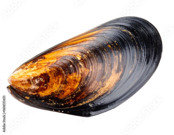 Fototapeta A group of dark mussel shells, arranged, isolated on a white background, for culinary visuals.