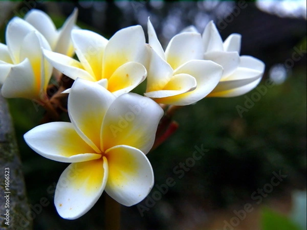 Fototapeta frangipani