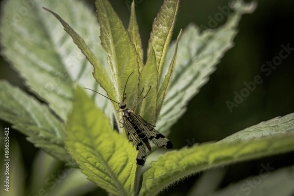 Fototapeta bug on a green leaf