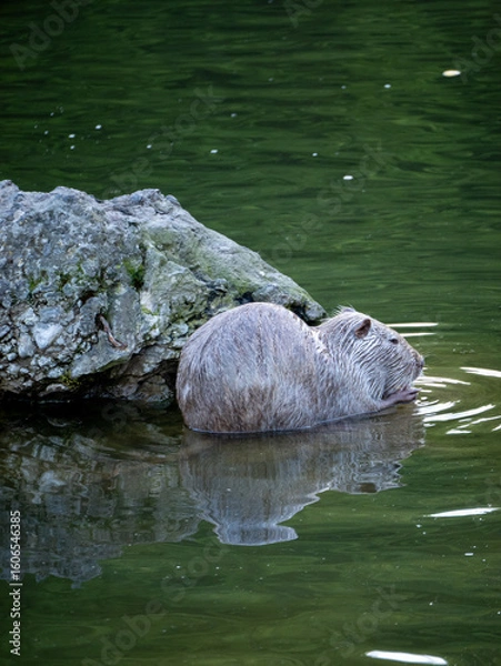 Obraz otter in the river