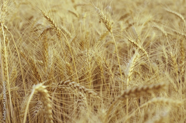 Fototapeta Background of golden ears of wheat