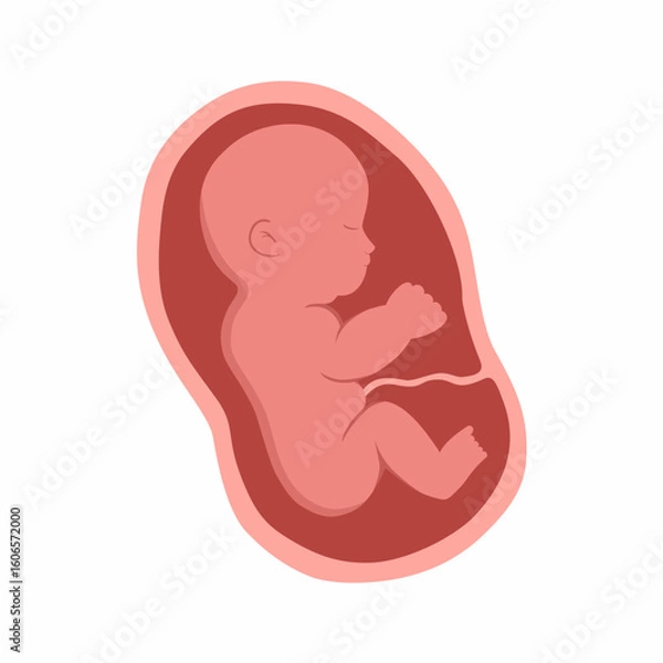 Fototapeta vector illustration of a baby fetus in the womb on a white background