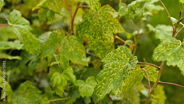 Obraz Currant leaves damaged by fungal diseases or insect pests. Green leaf showing signs of chlorosis or mosaic virus. Deficiency or excess of elements and microelements of plant nutrition, disease. 