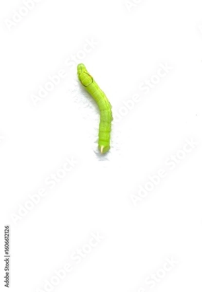 Obraz green caterpillar on white background
