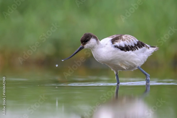 Fototapeta Säbelschnäbler; Recurvirostra avosetta avocet