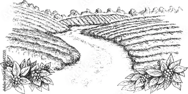 Obraz Coffee plantation in hand draw sketch style. Monochrome sketch panoramic nature landscape. Vintage vector illustration.