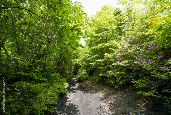 Fototapeta 雨が池　ミヤマキリシマ