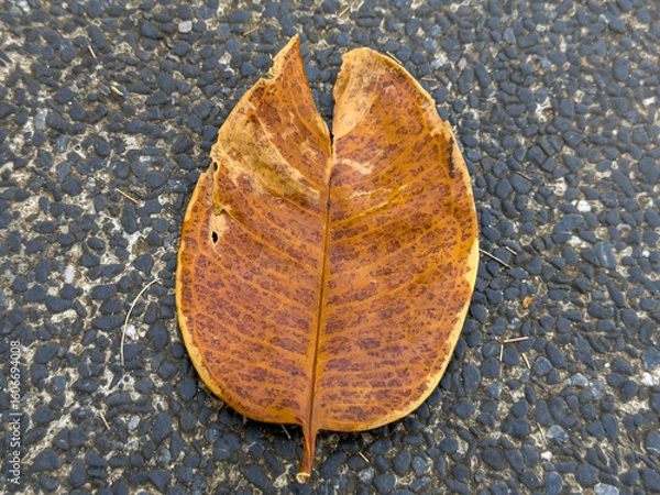 Fototapeta A weathered, brown leaf with visible veins and slight damage lies centrally on a textured dark grey and black pebbled surface, bathed in natural light.