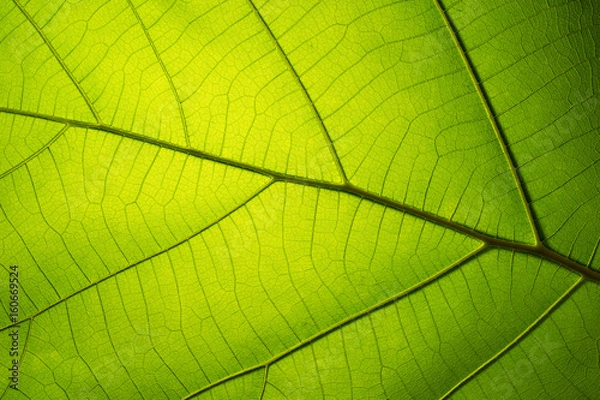 Fototapeta Leaf texture pattern for spring background