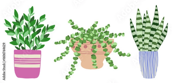 Fototapeta Set of indoor plants in pots on a white background. Vector illustration.