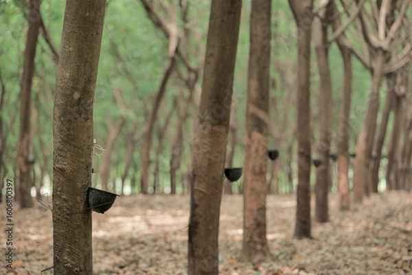 Fototapeta Rubber Trees Lined With Collection Pots in a Serene Forest Setting