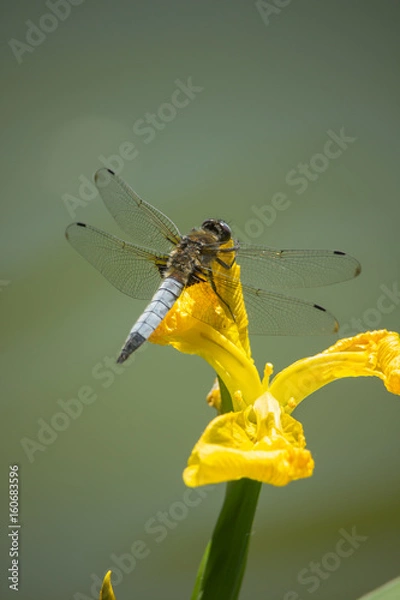 Obraz libellule