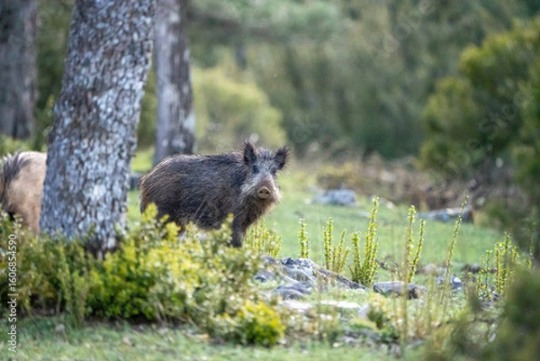 Fototapeta Common wild boar (Sus scrofa) photographed in Spain