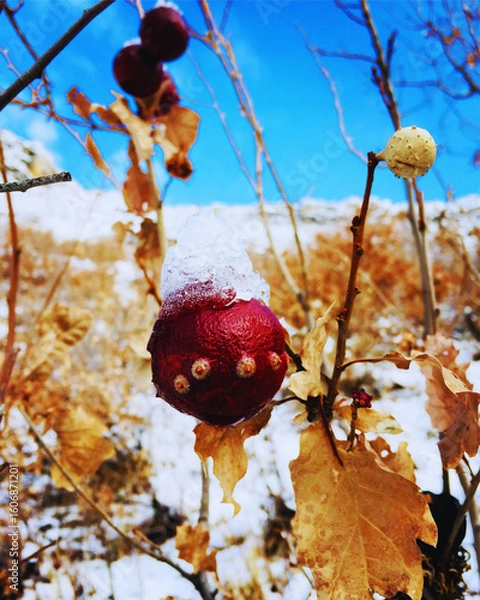 Fototapeta winter snowy