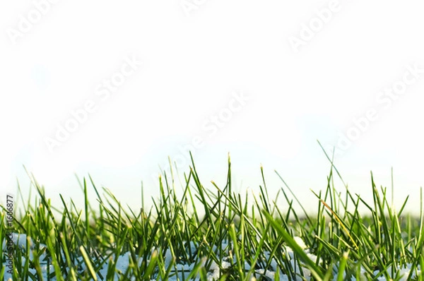 Obraz grass with snow