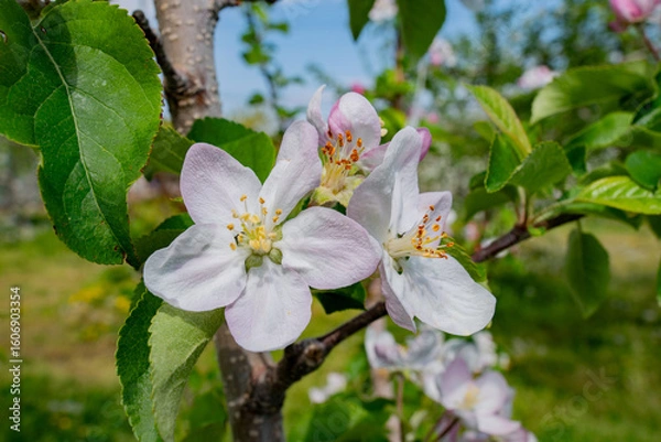 Obraz リンゴの花