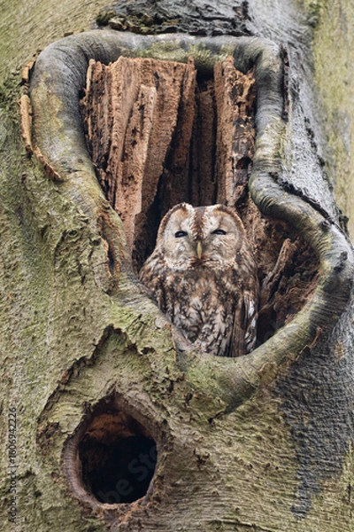 Obraz Tawny owl in a tree