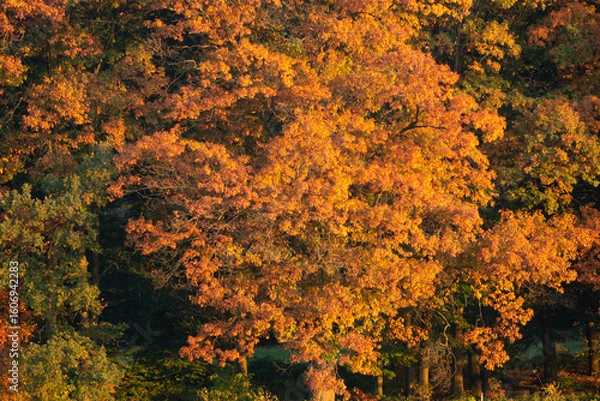Obraz Autumn tree at the Veluwe Posbank