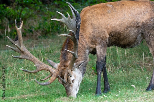 Obraz close-up of a red deer stag