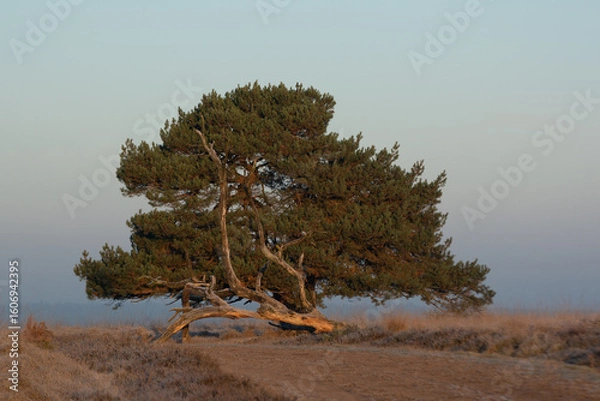 Obraz Solitary tree at the Veluwe