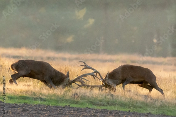Obraz red deer fighting during rut season