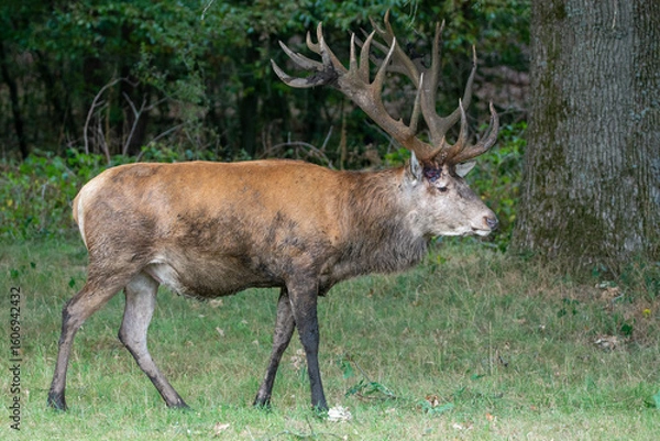 Obraz massive red deer stag Hubertus