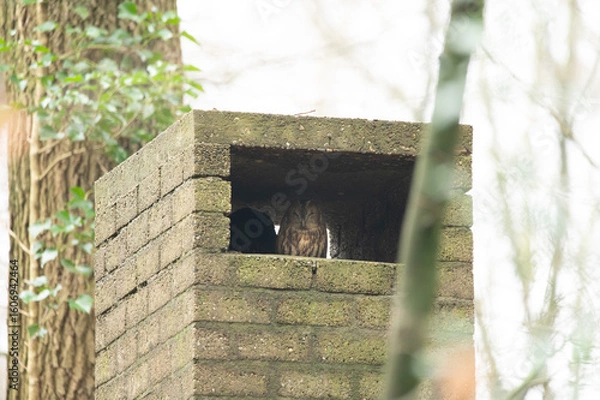 Obraz Tawny owl hiding in a chimney