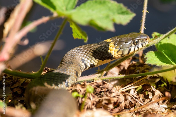 Obraz snake in the grass