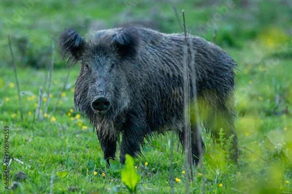 Obraz wild boar in the wild