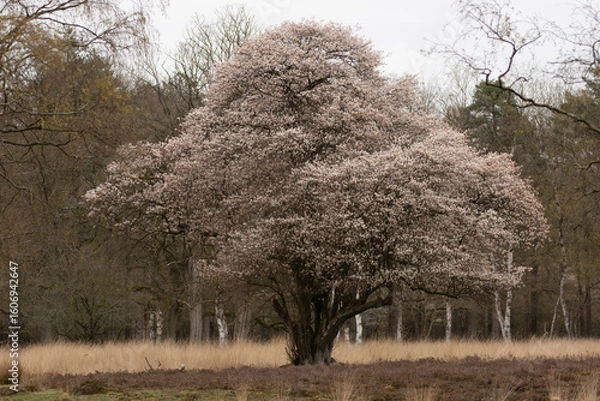 Obraz Beautiful currant tree with white flowers