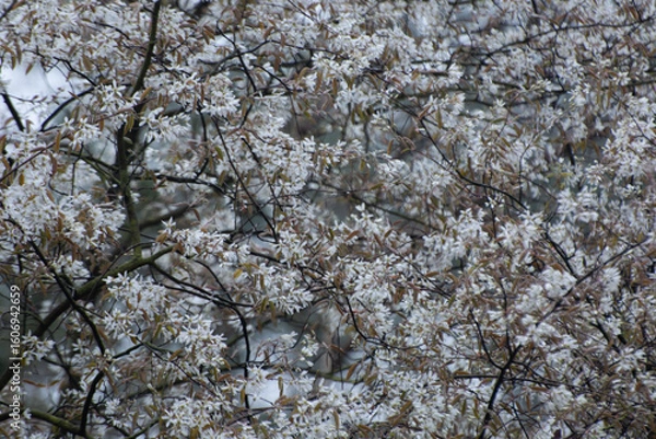 Obraz Beautiful currant tree with white flowers