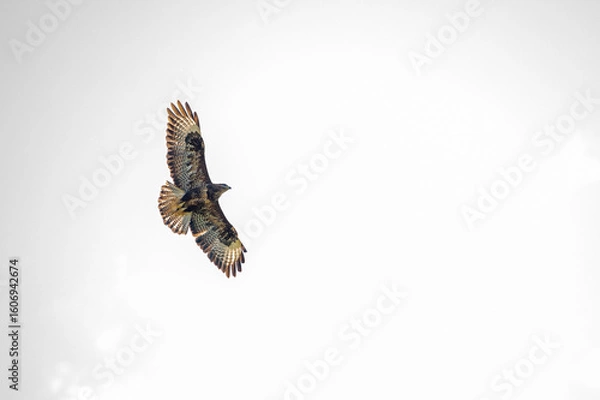 Obraz Buzzard in a white sky