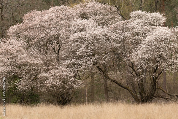 Obraz Beautiful currant tree with white flowers
