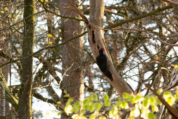 Obraz Black woodpecker on a tree 