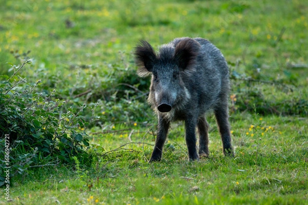 Obraz Wild boar in the grass at het Veluwe